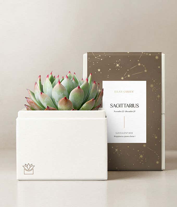 Lula's Garden ® Sagittarius Bliss Succulent Garden 