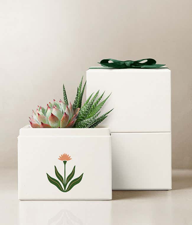 Summer Sun Glow Lula's Garden &reg; Succulent