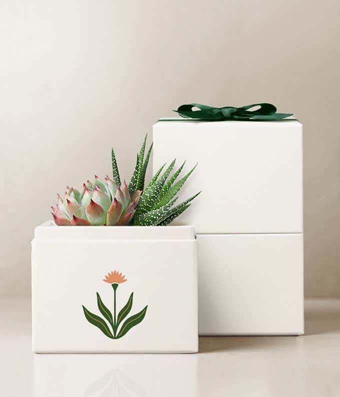 Summer Sun Glow Lula's Garden ® Succulent