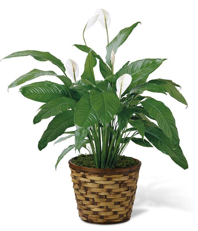 A lush peace lily plant with white blooms and dark green leaves in a woven brown basket.