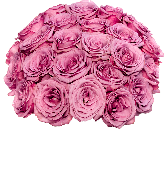 Partial image of Two Dozen Purple Roses Delivered without vase.